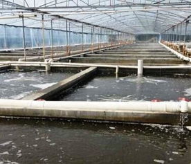 水產養殖的現狀挑戰、飼料革新與未來趨勢